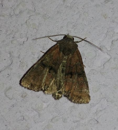 Mesoligia furuncula 