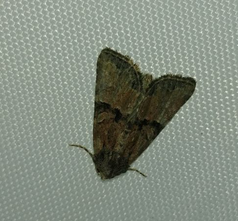 Mesoligia furuncula 