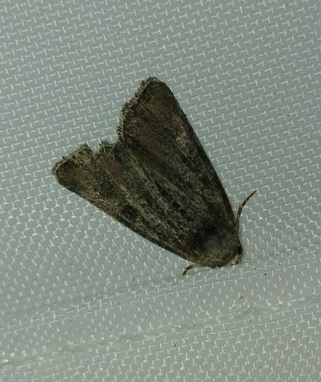 Mesoligia furuncula 