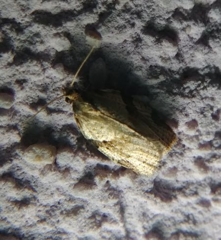 Clepsis consimilana 