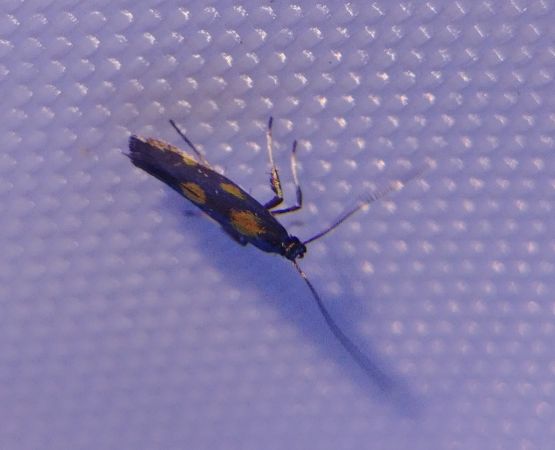 Euspilapteryx auroguttella 
