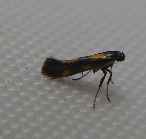 Euspilapteryx auroguttella 