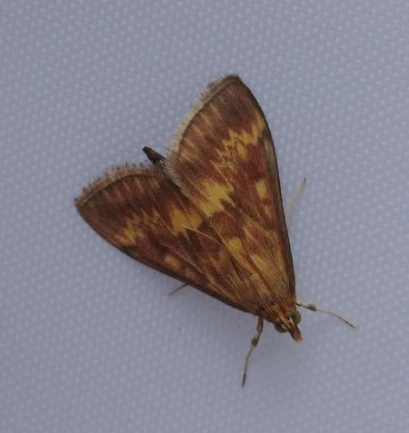 European Corn-borer 