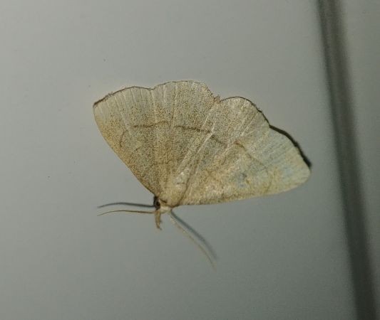 Paracolax tristalis 