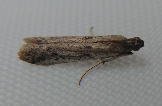 Phycitodes sp. 