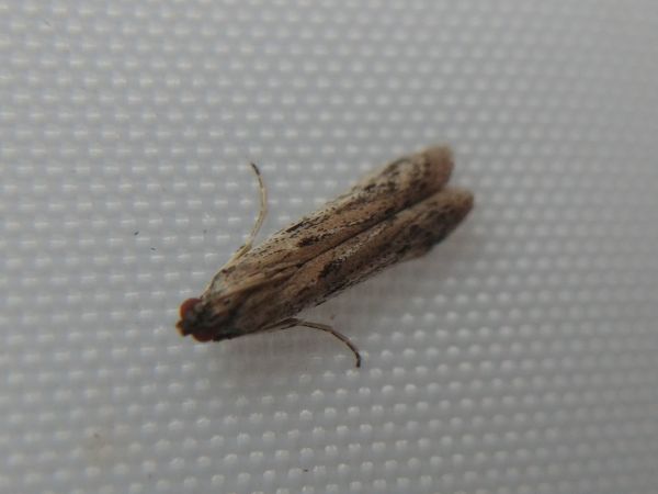 Phycitodes sp. 