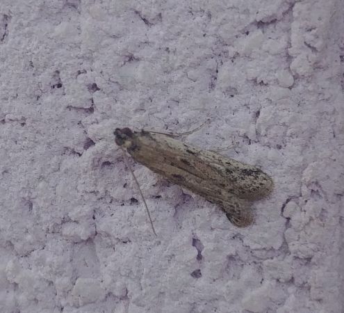 Phycitodes sp. 