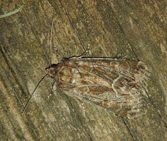 Noctuelle cythérée 