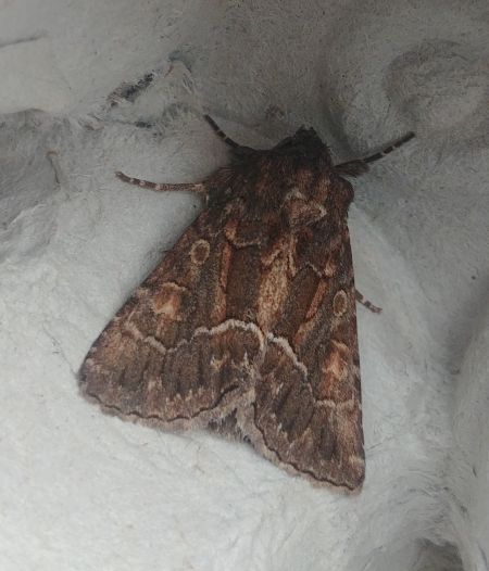 Noctuelle cythérée 