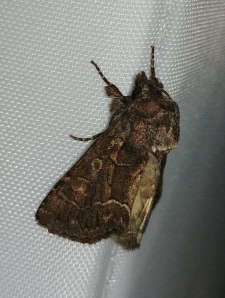 Noctuelle cythérée 