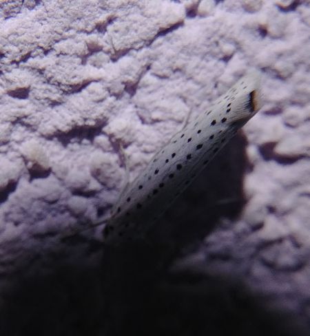 Yponomeuta sp. 