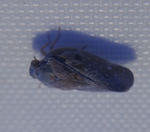Cicadelle blanche 
