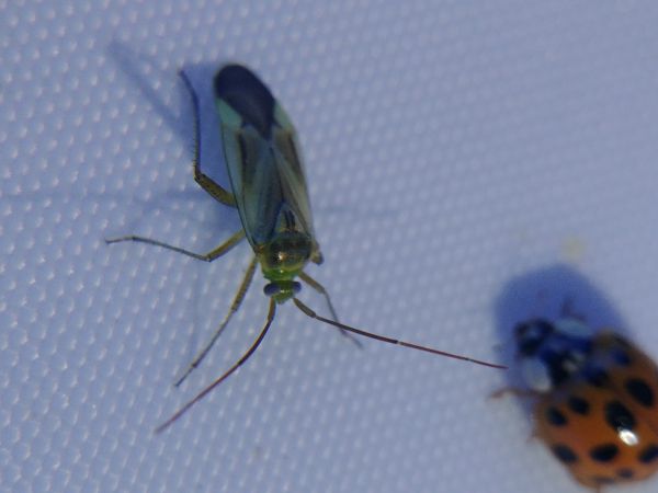 Adelphocoris lineolatus 