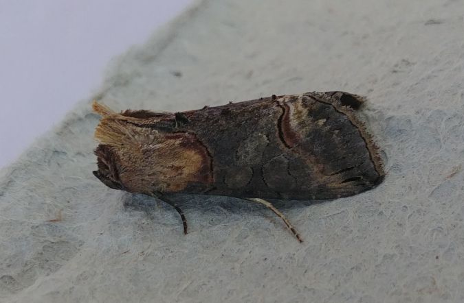 Abrostola triplasia 