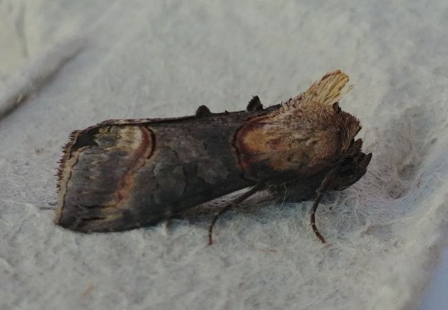 Abrostola triplasia 