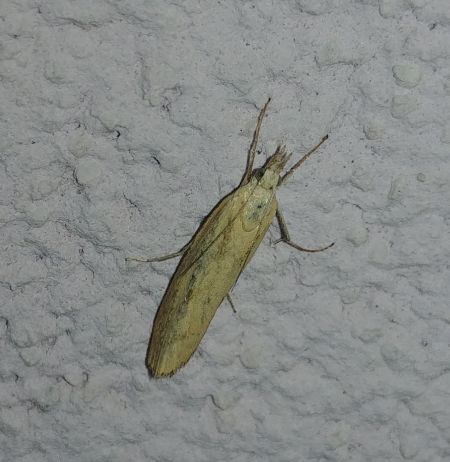 Agriphila inquinatella 
