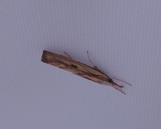 Agriphila inquinatella 