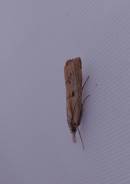 Agriphila inquinatella 