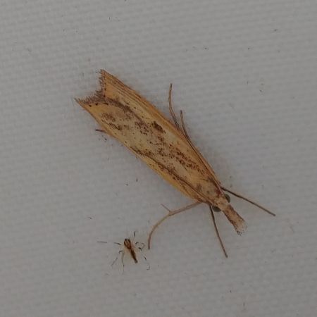 Agriphila inquinatella 