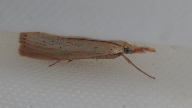 Agriphila straminella 