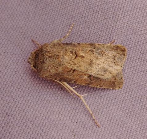 Noctuelle trapue 