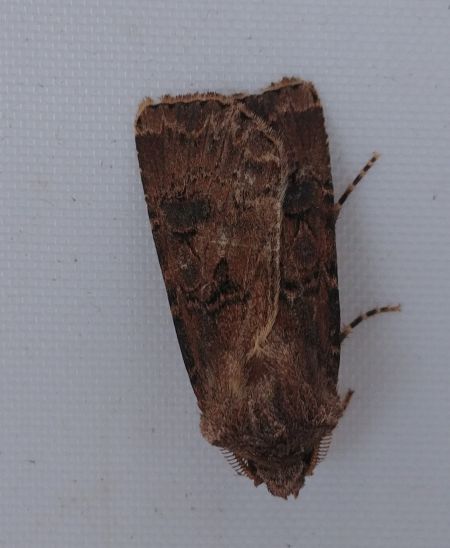 Noctuelle trapue 