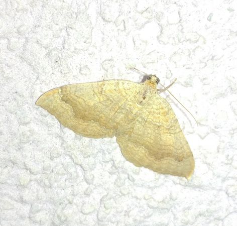 Brocatelle d'or 