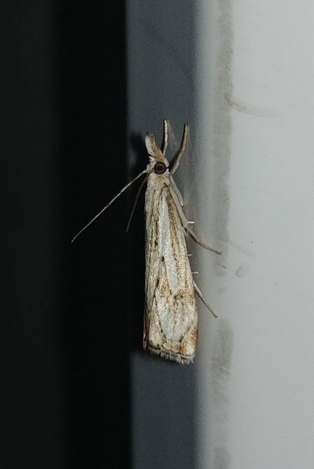 Catoptria falsella 