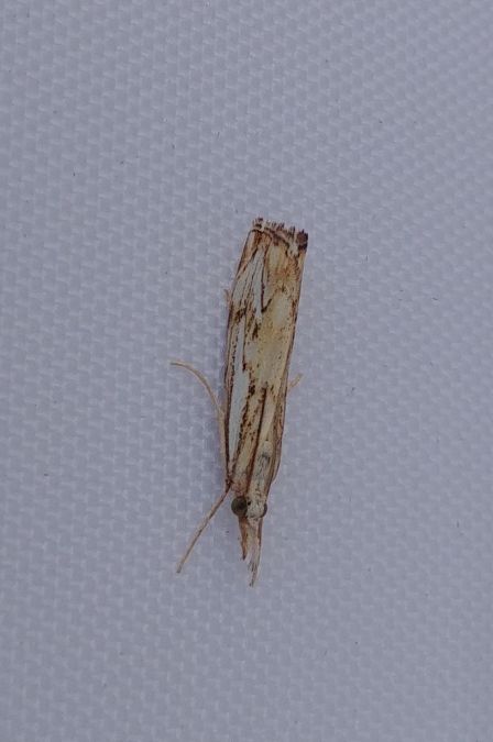 Catoptria falsella 