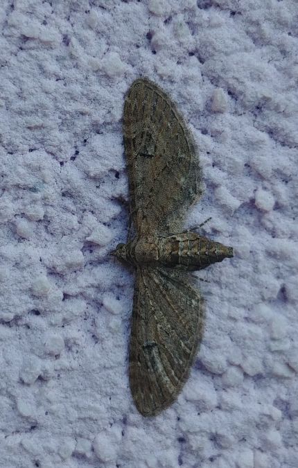 Eupithecia innotata 