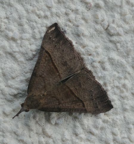 Noctuelle à museau 