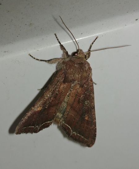 Noctuelle des potagers 