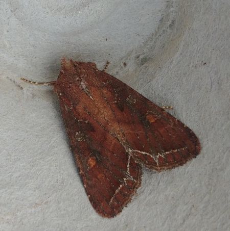 Noctuelle des potagers 