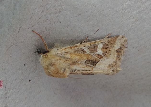 Luperina dumerilii 