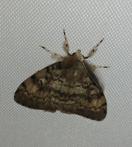Bombyx disparate 