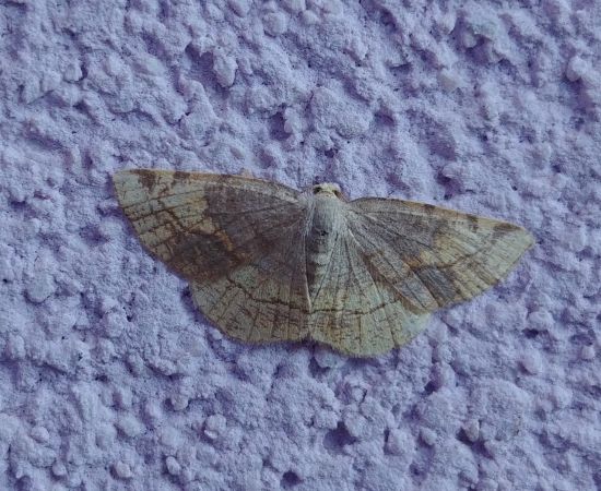 Stegania trimaculata 