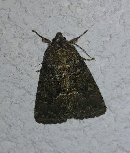 Noctuelle cythérée 