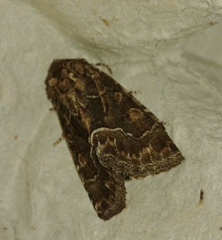 Noctuelle cythérée 