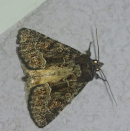 Noctuelle cythérée 