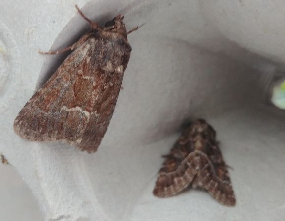 Noctuelle cythérée 