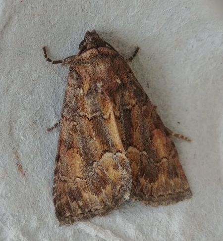 Noctuelle cythérée 