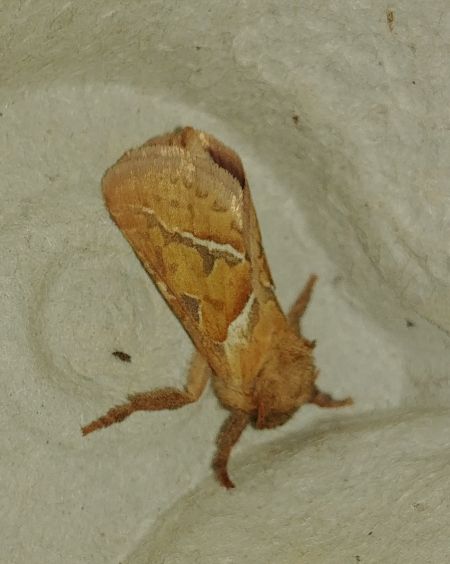 Sylvine 