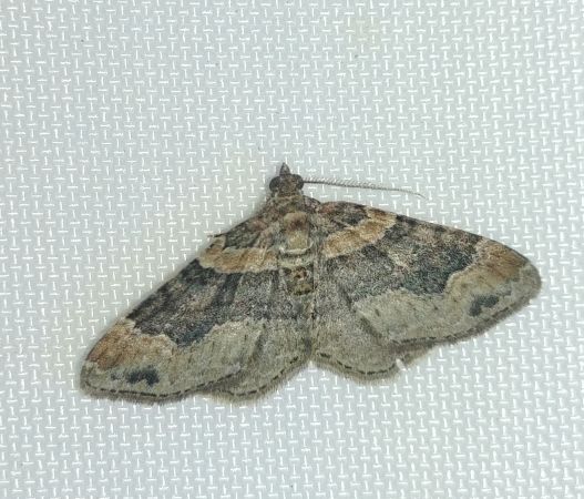 Xanthorhoe ferrugata 