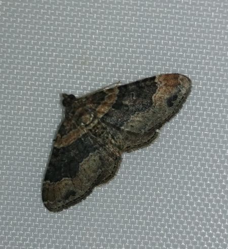 Xanthorhoe ferrugata 