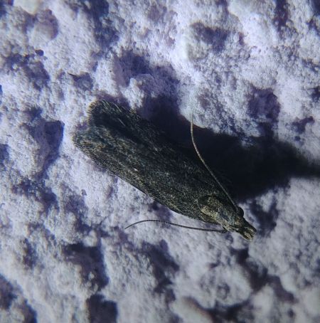 Anarsia lineatella 