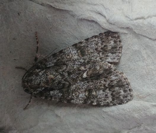 Noctuelle de la patience 