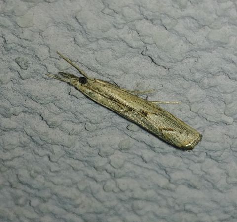 Agriphila inquinatella 