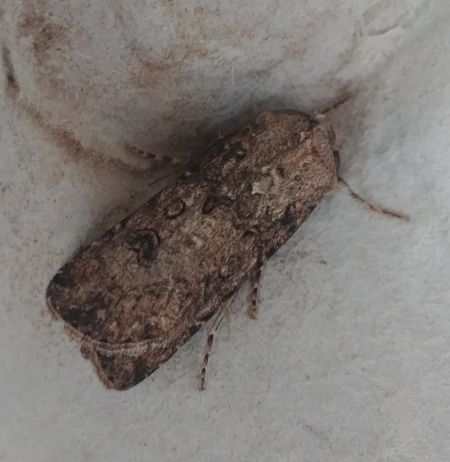Noctuelle trapue 