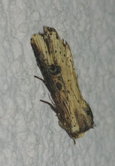 Noctuelle putride 