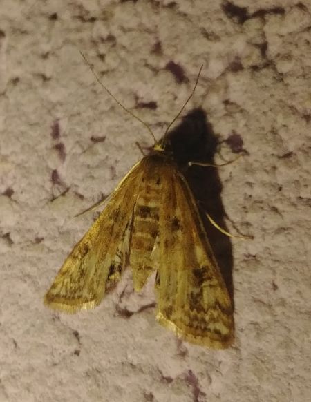 Cataclysta lemnata 